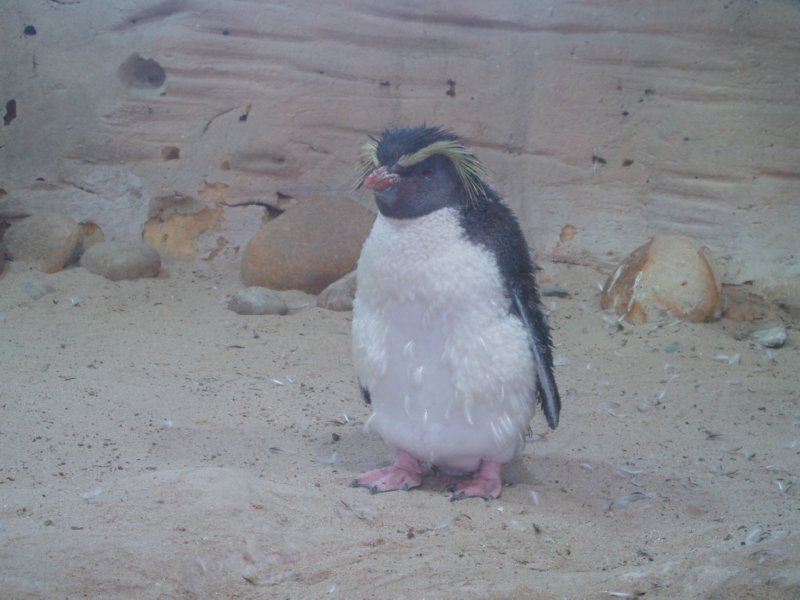 KeHa_in_South_Africa - 076
